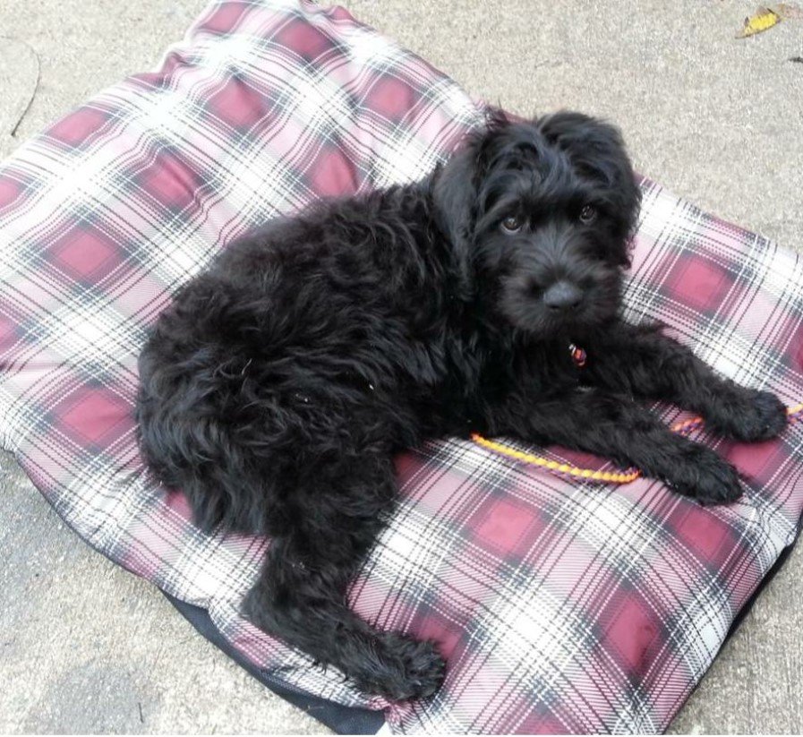 A Rotti-poo sleeping on the bed on top of the pavement