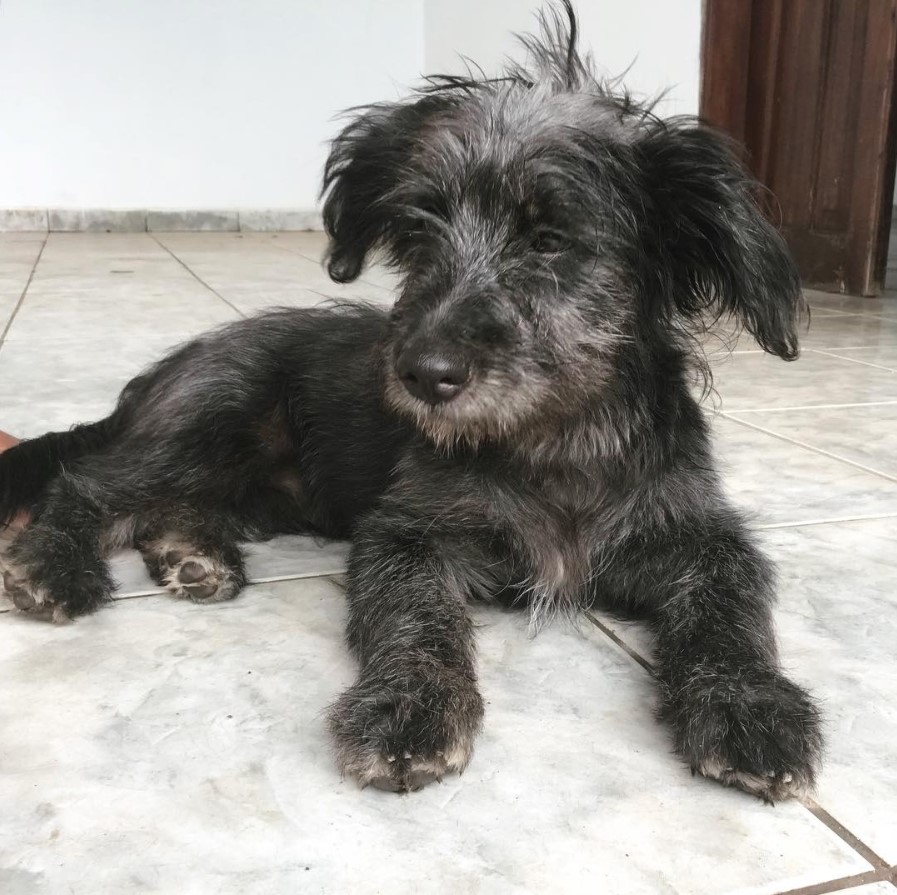 A Rotti-poo puppy lying on the floor