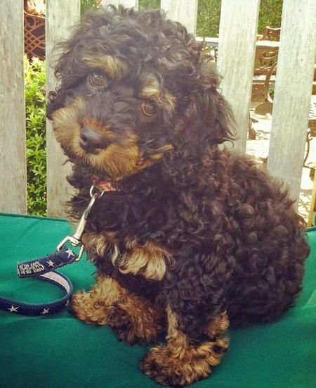 A Rotti-poo puppy sitting on the bed in the garden