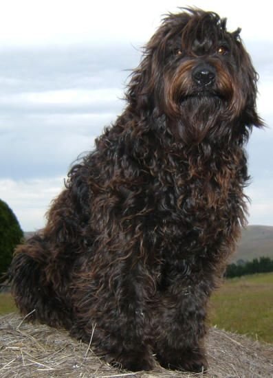 A Rotti-poo sitting on top of the bale of hay