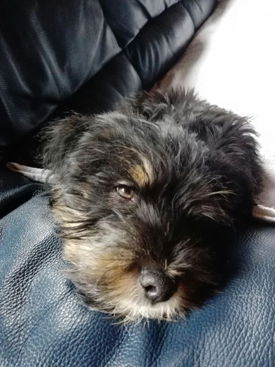 A Rotti-poo lying on the couch with its tired face