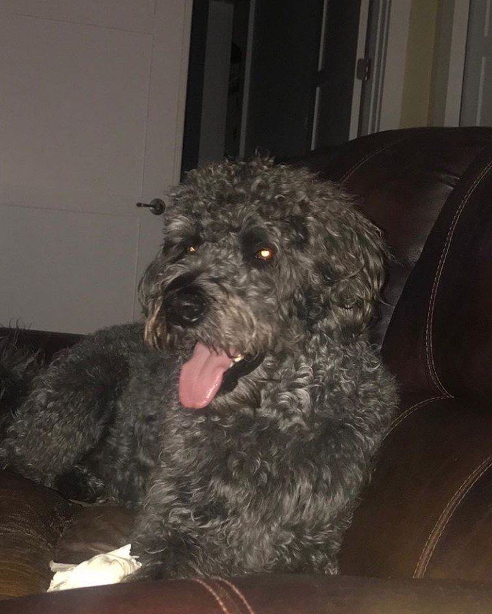 A Rotti-poo lying on the couch with its tongue out