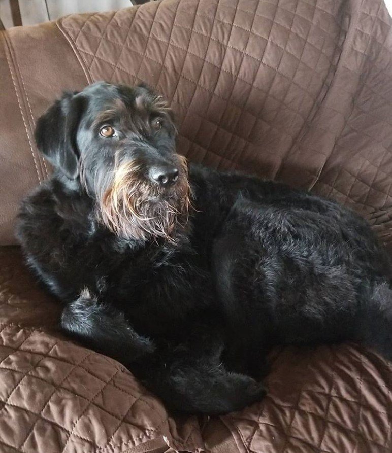 A Rotti-poo sleeping on the couch