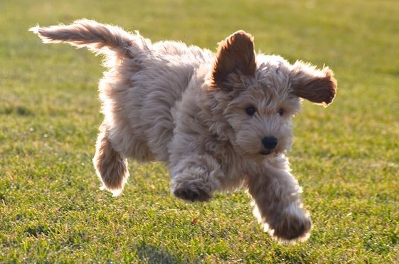 Labradoodle puppy running in the field