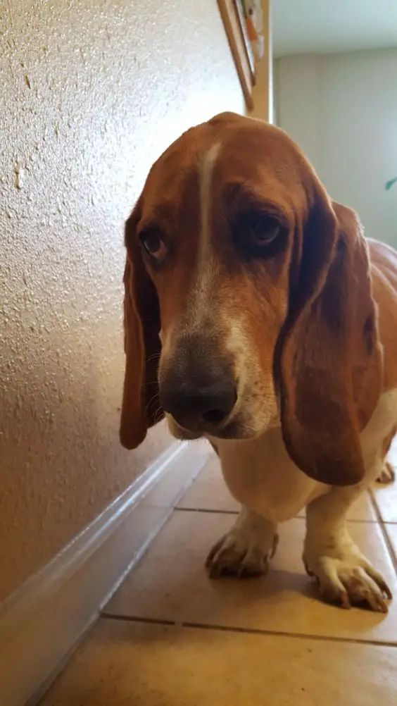 A Basset Hound standing on the floor