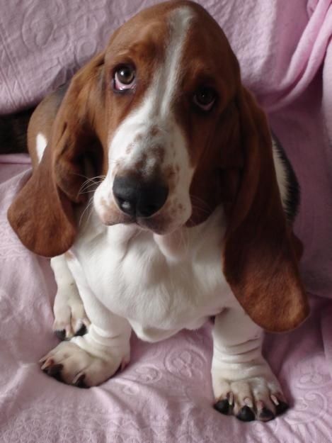 Basset Hound puppy sitting on the bed