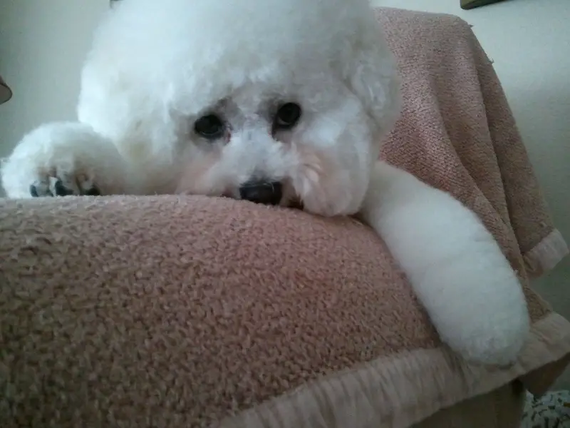 Bichon Frise lying on the bed with its adorable face