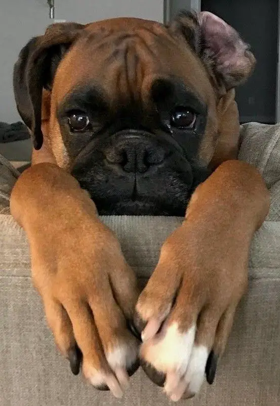 Boxer with its begging face on the arms of a couch while its paws are in front of him