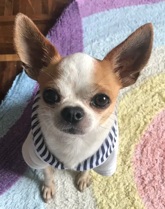 Chihuahua sitting on a colorful carpet while looking up with its adorable face