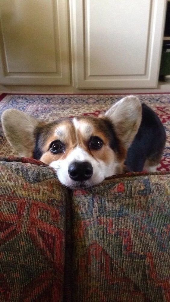 Corgi sad face on the sofa