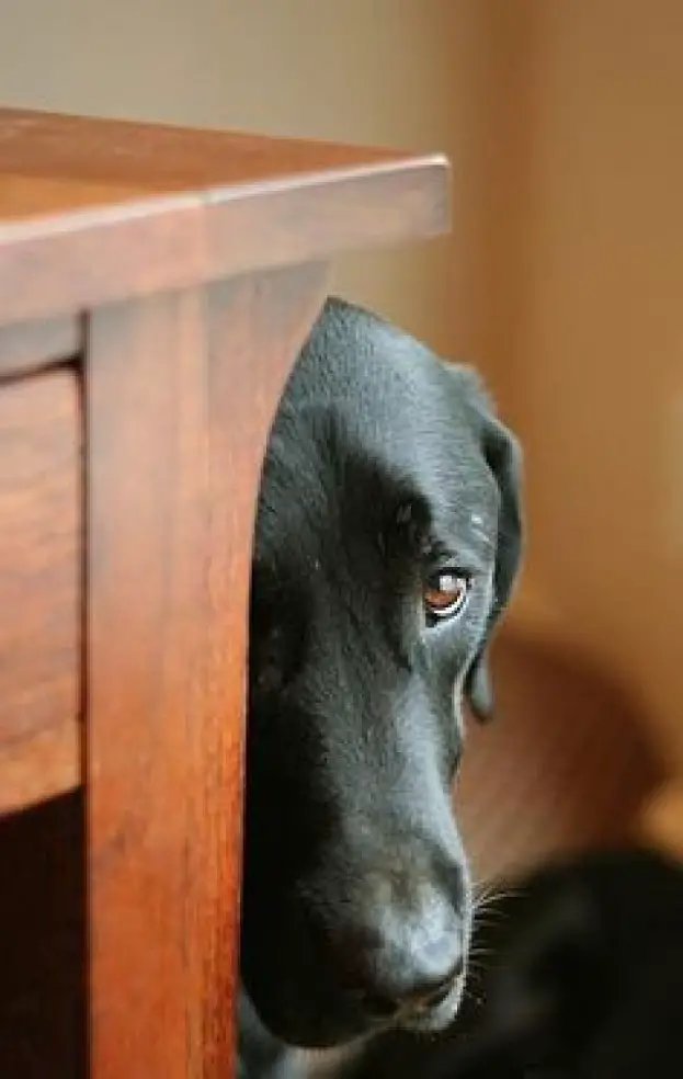 black Labrador looking from behind the table