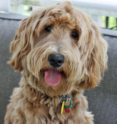 A cream Goldendoodle with its tongue out