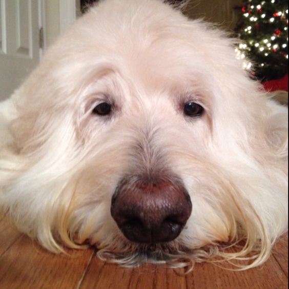 A white Goldendoodle lying on the floor with its sad face