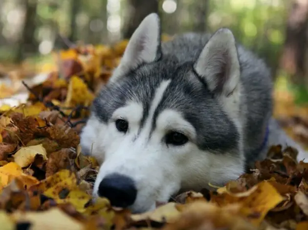 husky lying on the dried leaves