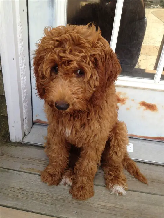A red Goldendoodle sitting in the front door