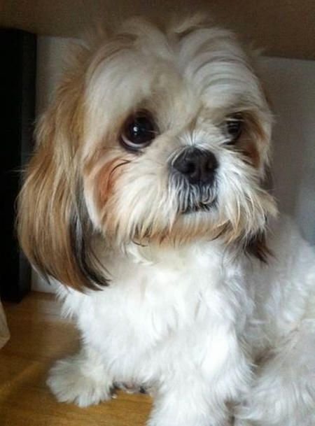 Shih Tzu sitting on the floor