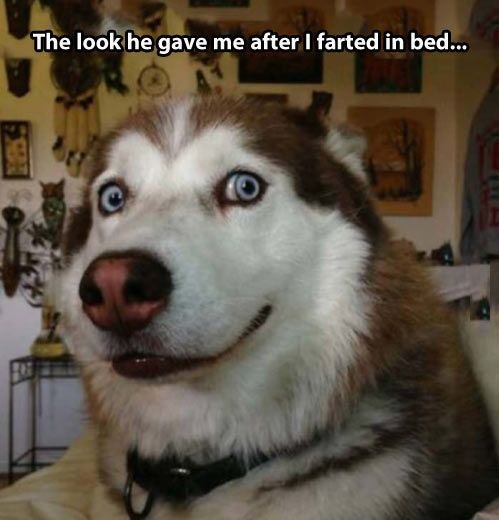 funny doubting expression of husky with a text 