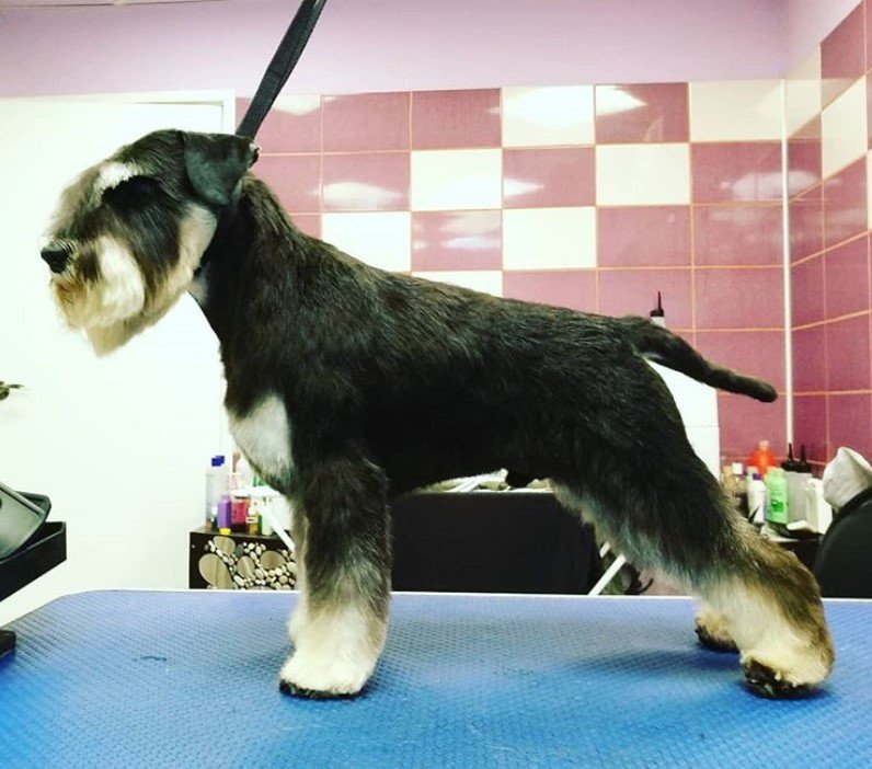 A Schnauzer in a new haircut standing on top of the grooming table