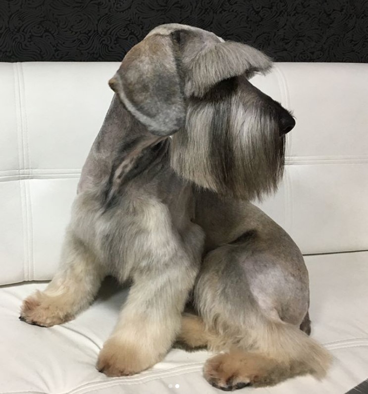 A Schnauzer with a haircut sitting on the couch