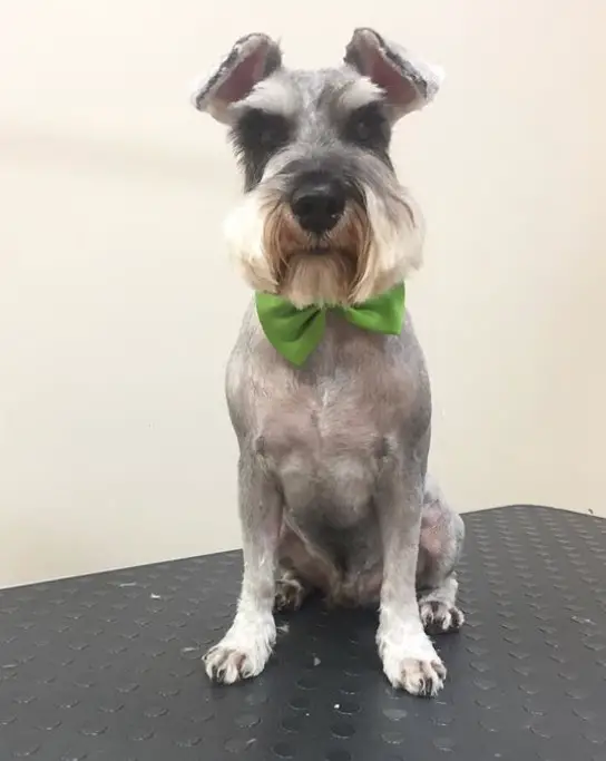 A Schnauzer sitting on top of the grooming table while wearing a green bow tie
