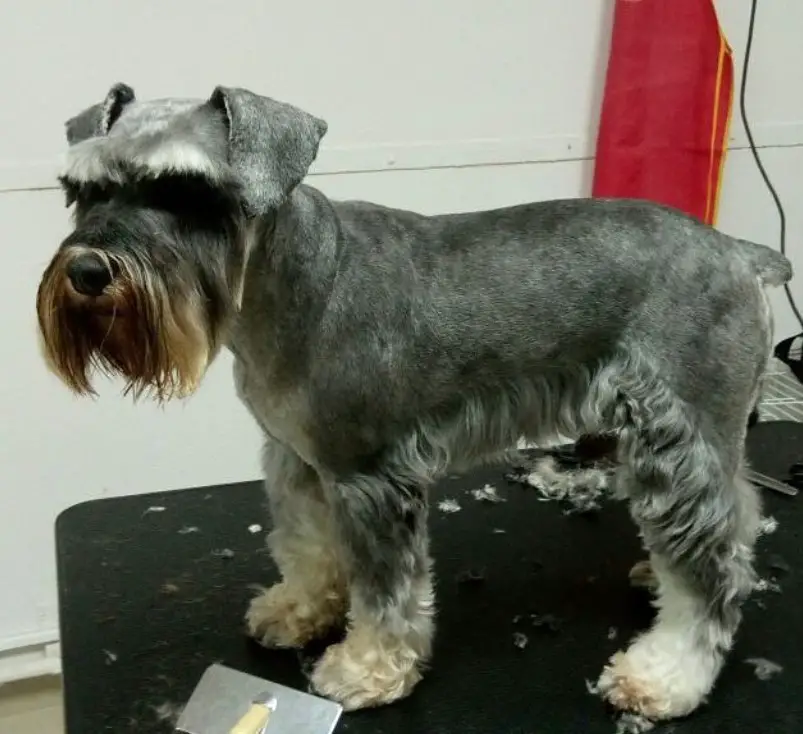 A Schnauzer with a new haircut standing on top of the grooming table