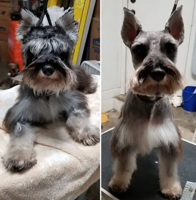 before and after haircut of a Schnauzer