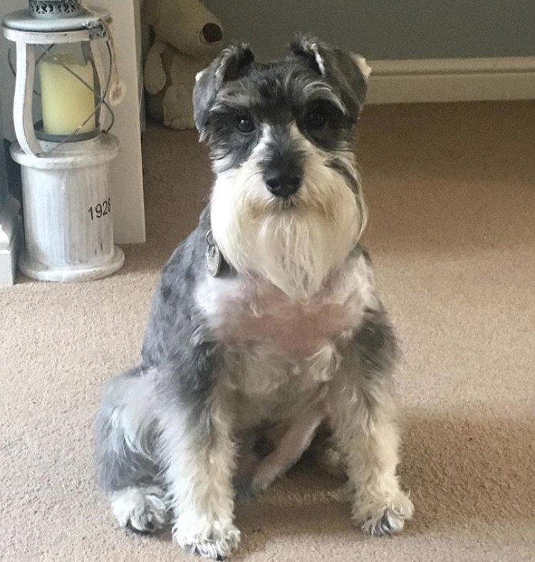 A Schnauzer sitting on the floor