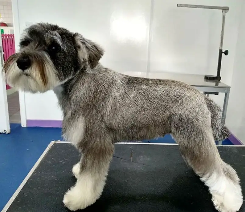 A Schnauzer after being trimmed standing on top of the grooming table