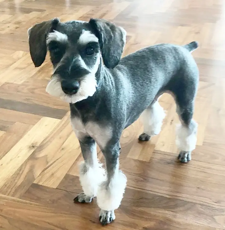 A Schnauzer in a new haircut standing on the floor