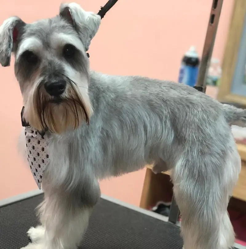 A freshly cut Schnauzer standing on top of the grooming table