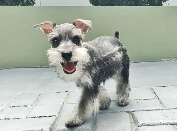 A Schnauzer puppy walking on the pavement
