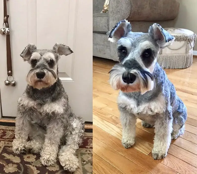 before and after haircut of a Schnauzer sitting on the floor