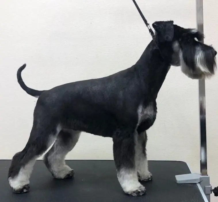 A Schnauzer fresh from haircut standing on top of the grooming table