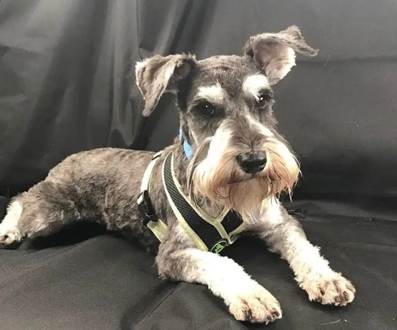 A Schnauzer lying on the couch