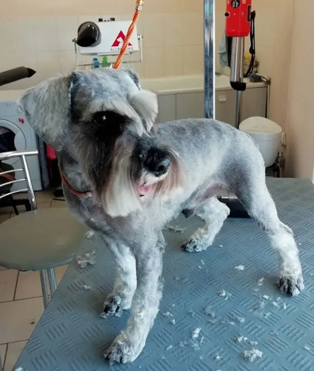 A Schnauzer standing on top of the grooming table