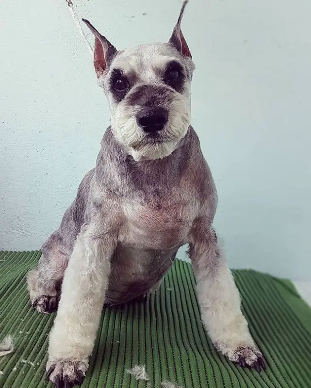 A Schnauzer sitting on top of the grooming table after a haircut