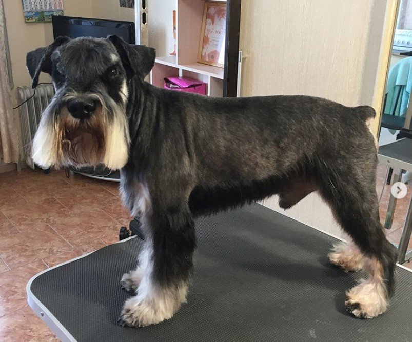 A Schnauzer in a new haircut standing on top of the grooming table