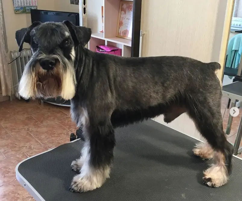 A Schnauzer in a new haircut standing on top of the grooming table
