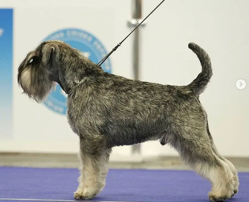 A Schnauzer standing on the floor