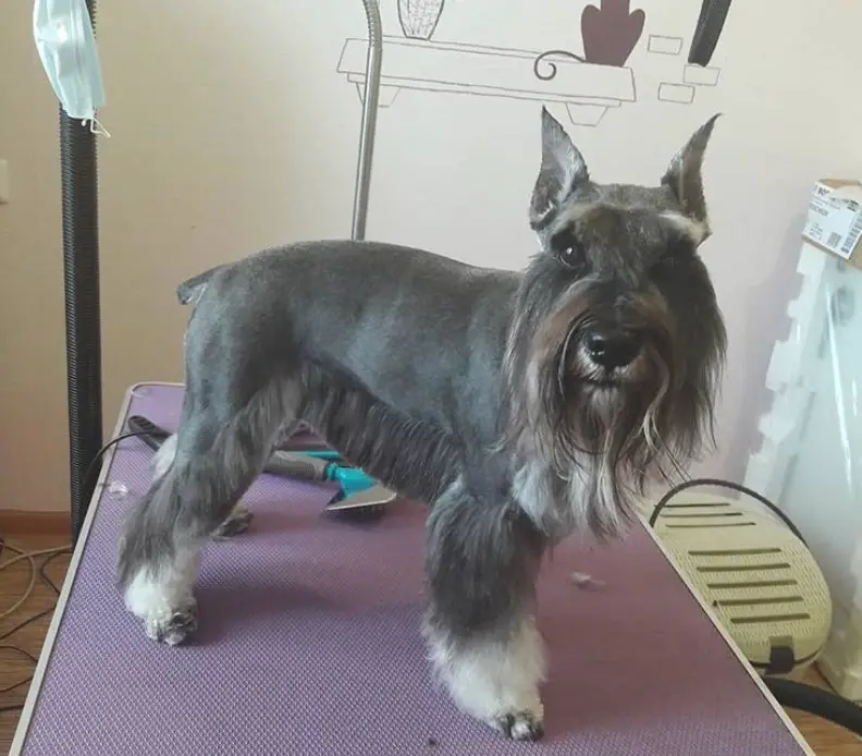 A Schnauzer in a new haircut standing on top of the grooming table