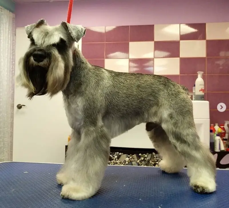 A Schnauzer standing on top of the grooming table