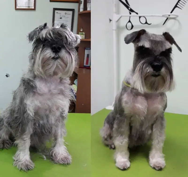 before and after haircut of a Schnauzer sitting on top of the grooming table