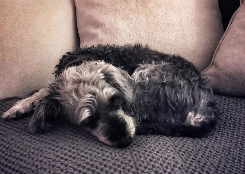 silver and black sleeping on the couch Schnauzerdoodle