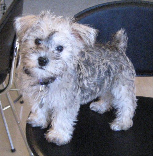 fluffy white and silver Miniature Schnoodle on the chair
