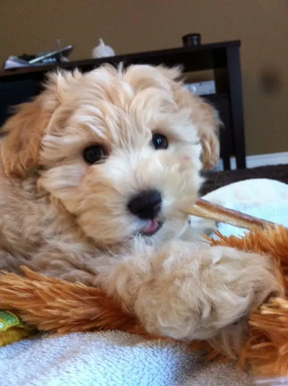 gold fluffy Schnauzerdoodle puppy on the bed