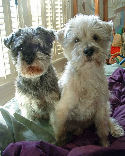 two Miniature Schnoodle puppies sitting on the bed