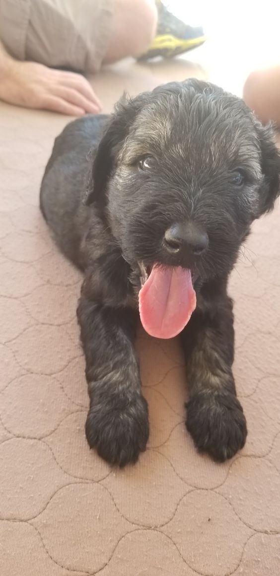 black Schnauzerdoodle puppy sticking its tongue out lying down on the floor