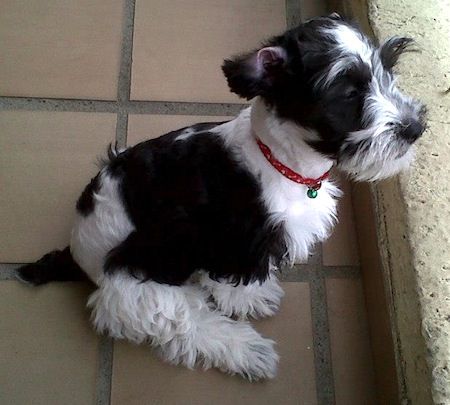 black and white Adorable Miniature Schnoodle puppy sitting on the floor