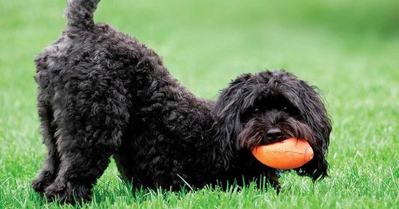 black Schnauzerdoodle on the green grass with a ball in its mouth