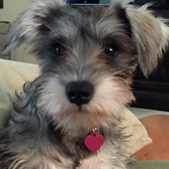 silver and cream colored Schnauzerdoodle